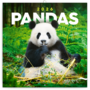 Realsystem 2026 Pandas 6097-PS lemeznaptár