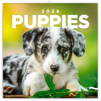 Realsystem 2026 Puppies 6097-PU falinaptár Realsystem 2026 Puppies 6097-PU falinaptár